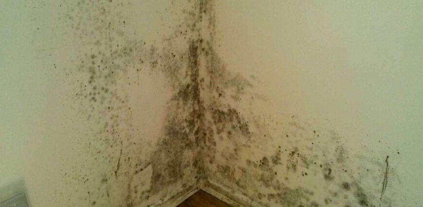 Awaab’s Law: What Landlords Need to Know About Damp and Mould Compliance